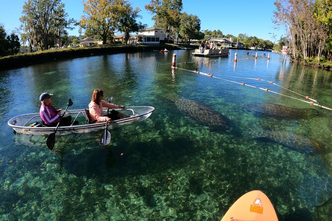 Clear Kayak Manatee Ecotour of Crystal River - Traveler Reviews