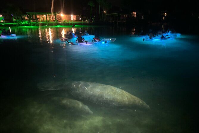 Clear Kayak Manatee Viewing Sunset and Glow Tour of Crystal River - Deep Dive: The Itinerary & What You Can Expect