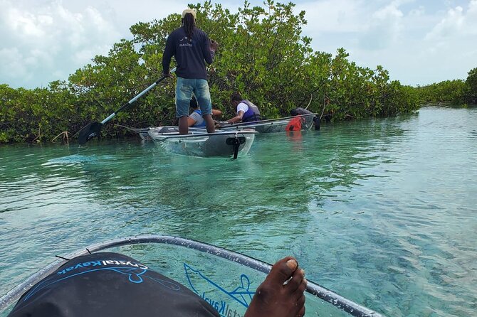 Clear Kayak Mangrove Eco Tour - Booking Information and Pricing