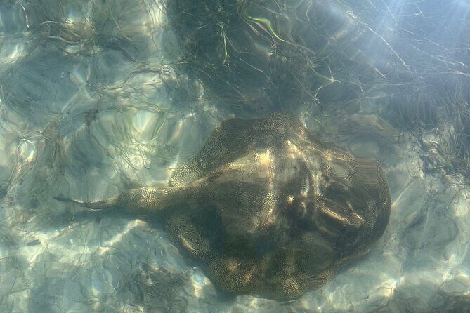 Clear Kayak RentalPeanut Island/West Palm Beach - What to Expect from the Kayak Adventure