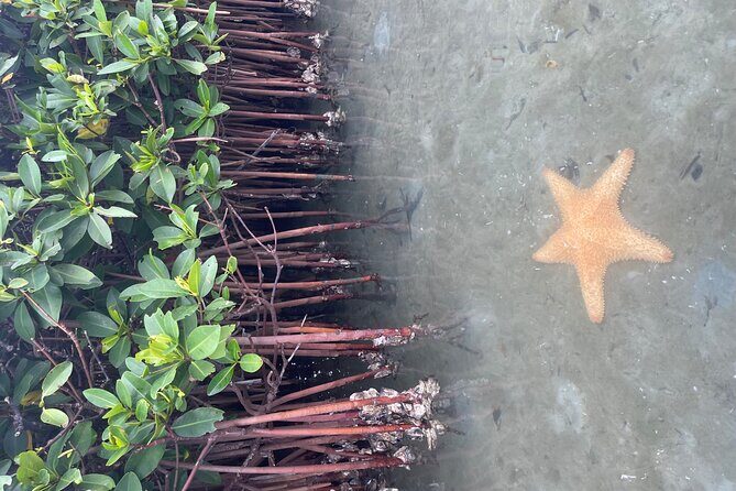 Clear Kayak RentalPeanut Island/West Palm Beach - Who Will Love This Tour?