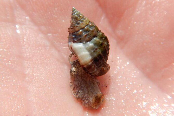 Clear Kayak Sunset Tour - Cocoa Beach - FAQs