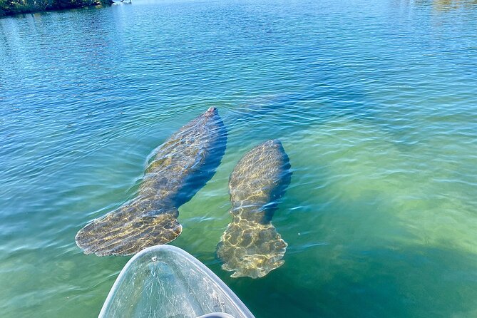 Clear Kayak Tour of Crystal River - Kayaking Equipment and Logistics
