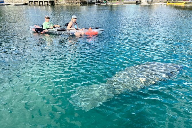 Clear Kayak Tour of Crystal River - Kayaking in Crystal River and Manatees