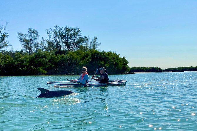 Clear Kayak Tour of Shell Key Preserve and Tampa Bay Area - Customer Reviews