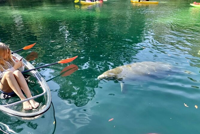 Clear Kayak Tours in Weeki Wachee - Manatee Sightings