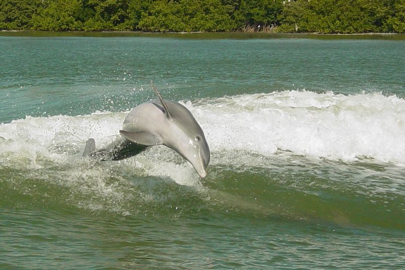 Clearwater Beach Day Trip with Optional Upgrades from Orlando - Price, Inclusions, and What to Bring