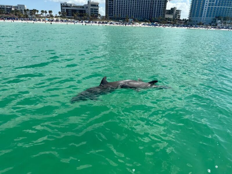 Clearwater Beach: Dolphin & Island Sandbar Cruise - Frequently Asked Questions