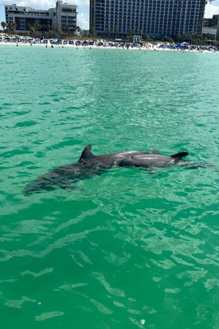 Clearwater Beach: Donuts and Dolphins - Itinerary Details