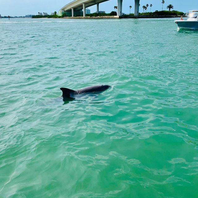 Clearwater Beach: Private Pontoon Tours - Activity Details and Options