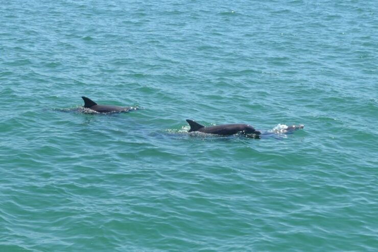 Clearwater Dolphin Exploration Tour - Booking Information
