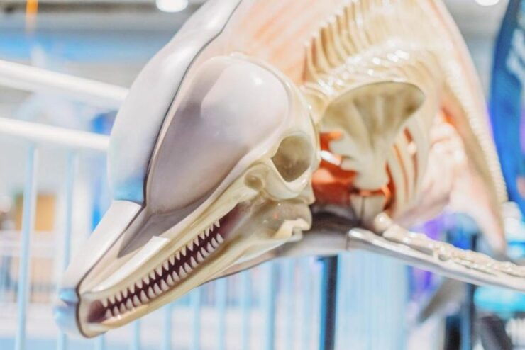 Clearwater: Eco-Certified Marine Aquarium General Admission - Experience Highlights