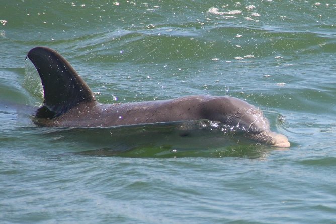 Clearwater Encounters With Dolphins Tour - Negative Experiences and Mixed Review