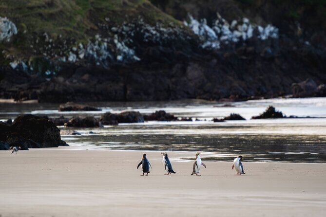 Clearwater Wildlife Tours (small group 10max) Otago Peninsula - Good To Know