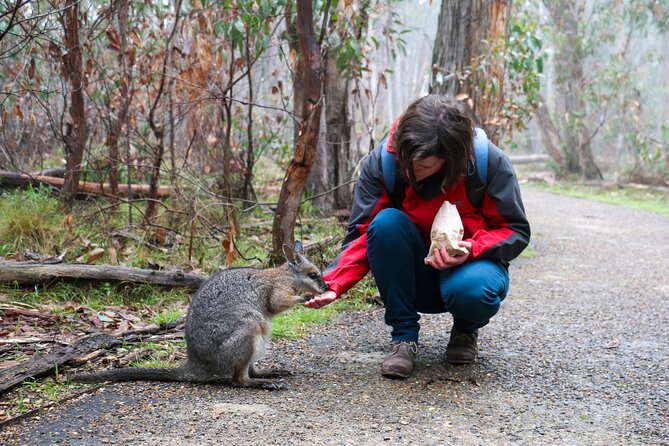Cleland Hike and Wildlife Day Tour - The Sum Up