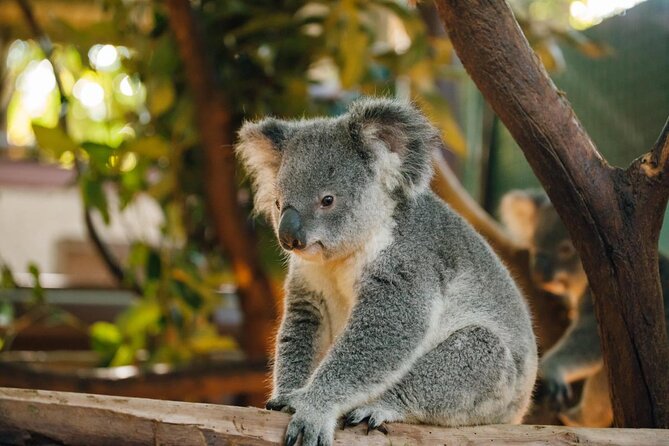 Cleland Wildlife Park Experience - From Adelaide Including Mt Lofty Summit - Native Australian Animal Encounters