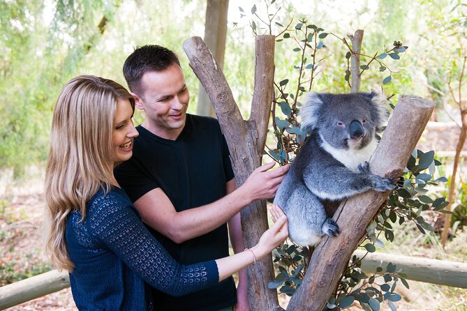 Cleland Wildlife Park Experience - From Adelaide Including Mt Lofty Summit - Feeding Wallabies and Kangaroos