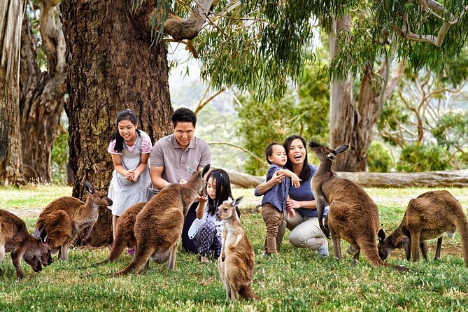 Cleland Wildlife Park Experience - From Adelaide Including Mt Lofty Summit - Public Transportation and Park Accessibility