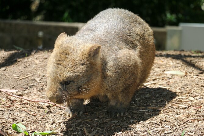 Cleland Wildlife Park Experience - From Adelaide Including Mt Lofty Summit - Visitor Experiences and Highlights