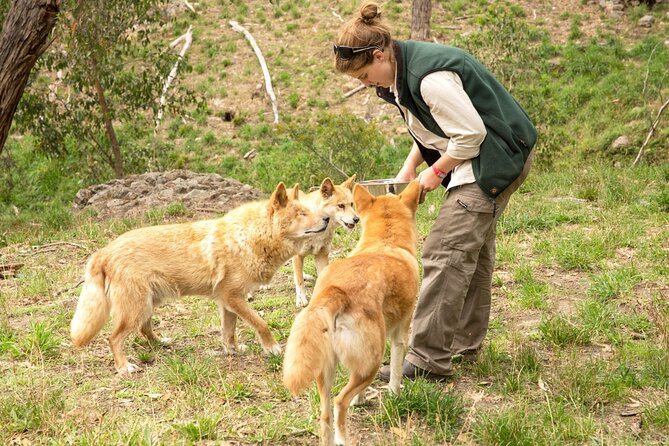 Cleland Wildlife Park Experience - From Adelaide Including Mt Lofty Summit - Close Encounters and Positive Feedback