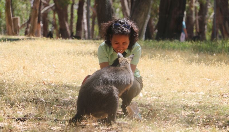 Cleland Wildlife Park Self Guided Tour from Adelaide - A Hills drive before the animal encounters