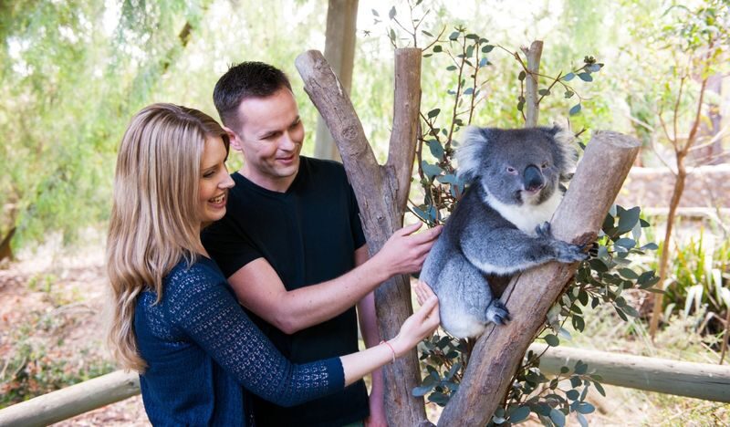 Cleland Wildlife Park Self Guided Tour from Adelaide - Feeding kangaroos and getting close to koalas