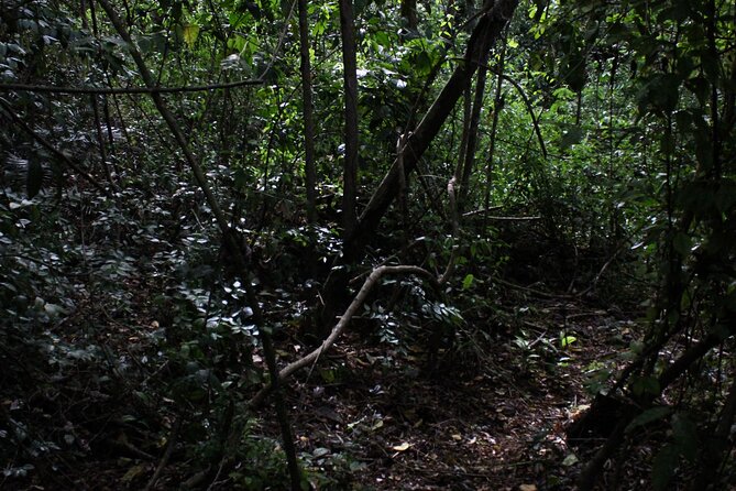 Cliff Hangers: Rappel & Climbing Tour at Scape Park, Punta Cana - Additional Information