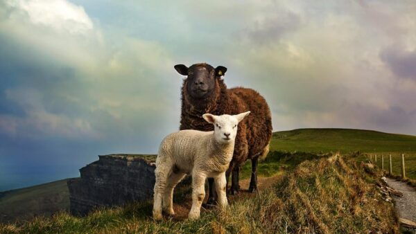 Cliffs of Moher, Burren, Bunratty Private Chauffeur Tour - Frequently Asked Questions