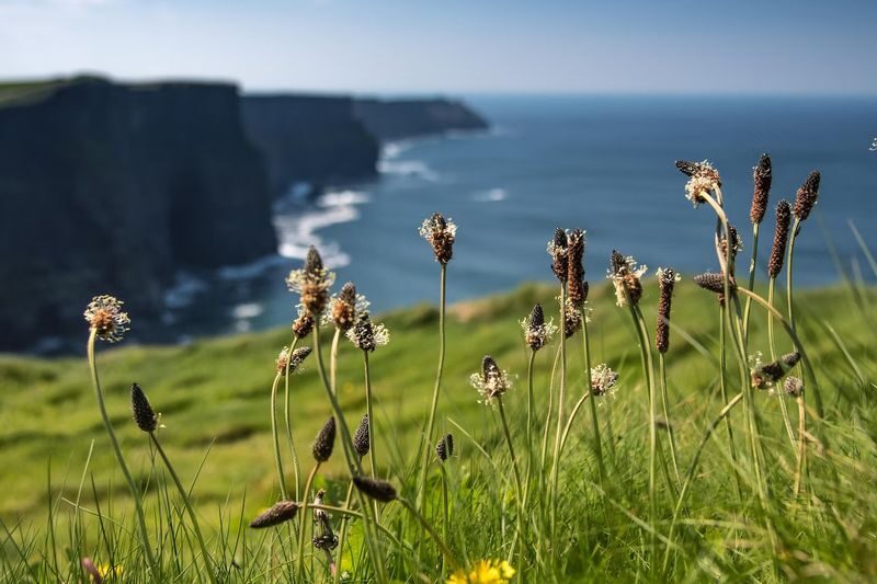 Cliffs of Moher Half Day Trip from Galway - Returning to Galway and making onward plans