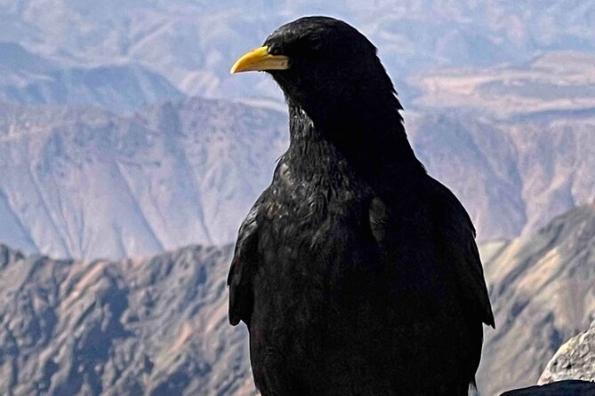 Climb Mount Toubkal Dinner In Agafay Desert - Pricing and Availability