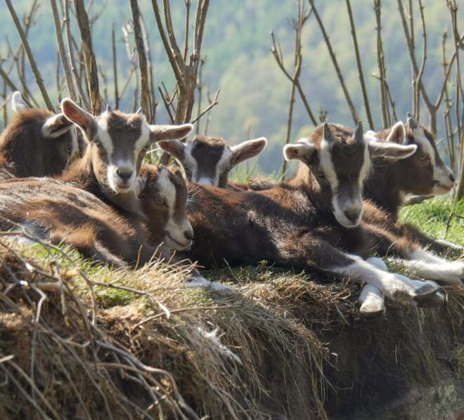 Climb the Mountains Together With Goats - Cancellation Policy Explained