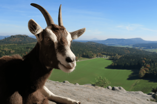 Climb the Mountains Together With Goats - Frequently Asked Questions
