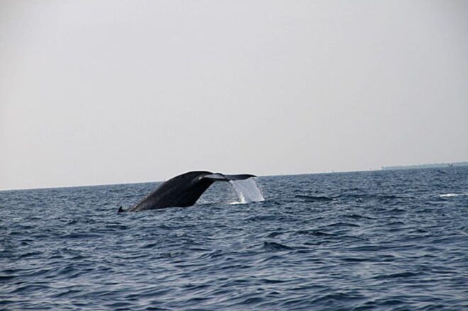 Close Encounters With Gentle Giants Jet Ski Safari - Essential Guidelines