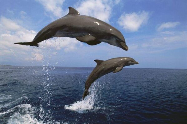 Close Encounters With Gentle Giants Jet Ski Safari - Nearby Attractions