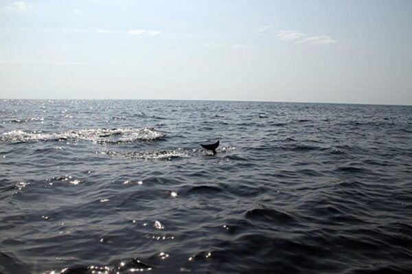 Close Encounters With Gentle Giants Jet Ski Safari - Frequently Asked Questions