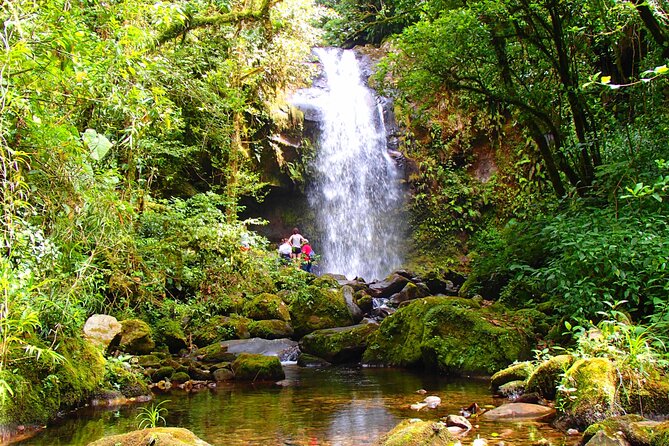 Cloud Forest Wildlife Hike 8:30am (Minimum of 2 People Required ) - Booking Requirements