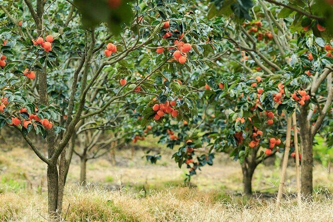 Cloud Hunting and The Glow of Dawn in Da Lat - Unpacking the Itinerary: What You Can Expect