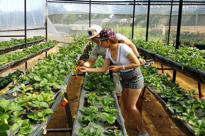 Cloud Hunting and The Glow of Dawn Tour in Da Lat - FAQ