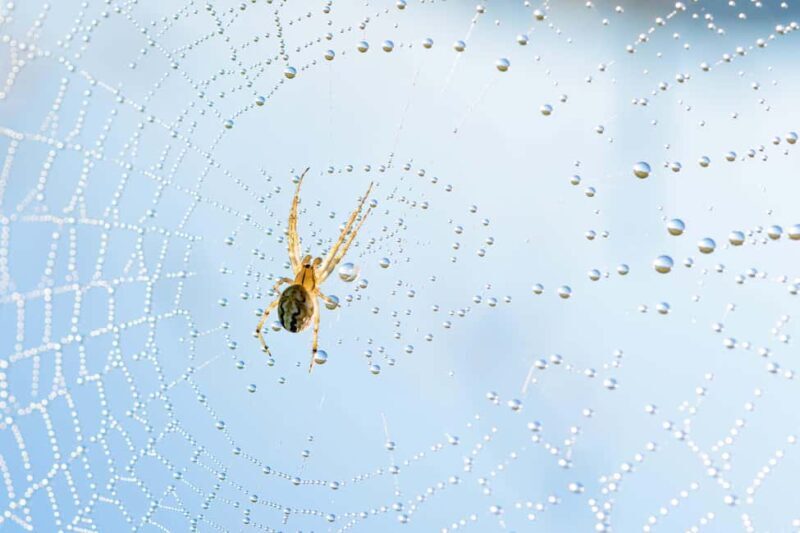 Cluj: Private Nature and Wildlife Photography Class - Cluj: Private Nature and Wildlife Photography Class