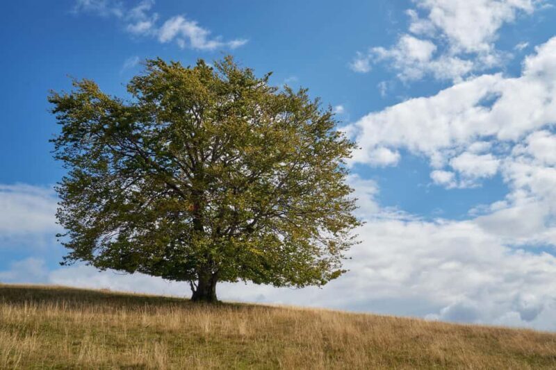 Cluj: Private Nature and Wildlife Photography Class - Good To Know