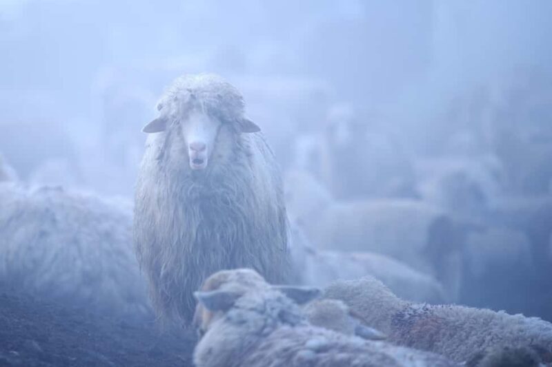 Cluj: Private Nature and Wildlife Photography Class - Who Will Love This Experience?