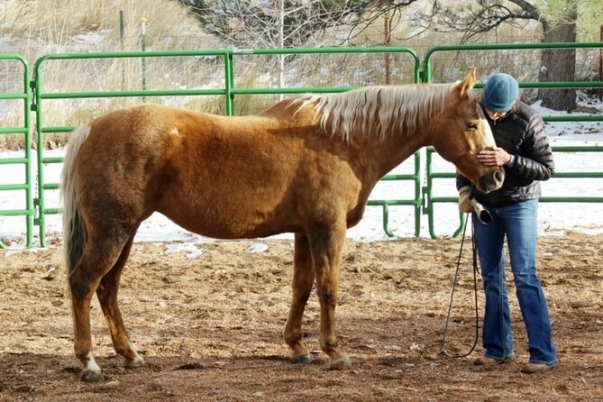 Coaching With Horses in Dominican Republic - What Is Coaching With Horses?
