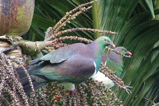 Coast and Rainforest Eco-Tour From Auckland With Lunch - Directions