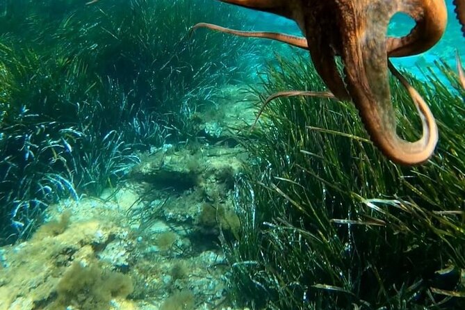 Coast to Coast Capo Vaticano With Snorkeling - Traveler Requirements