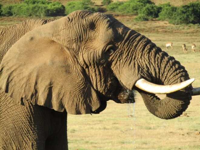 Coast to Coast Premium South Africa 14 Day Adventure - Highlights
