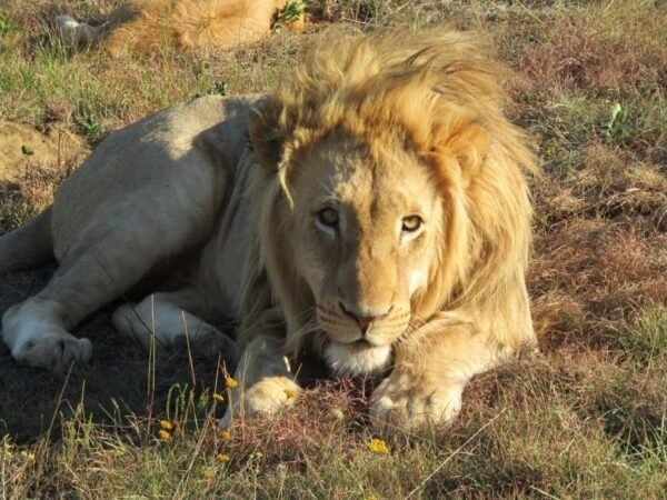 Coast to Coast Premium South Africa 14 Day Adventure - Frequently Asked Questions
