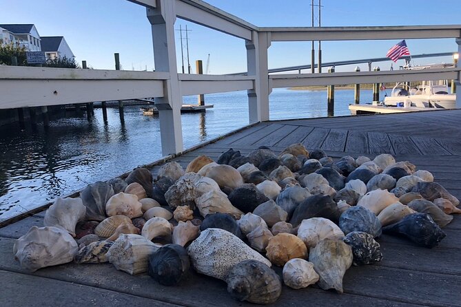 Coastal Excursion/Sunset Cruise/Sand Dollars/Sea Shells/Horses - Pricing and Booking