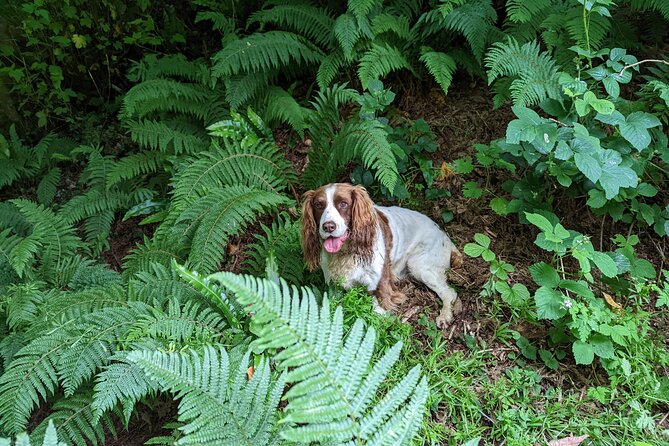 Coastal Foraging and Folklore Tour - The Sum Up