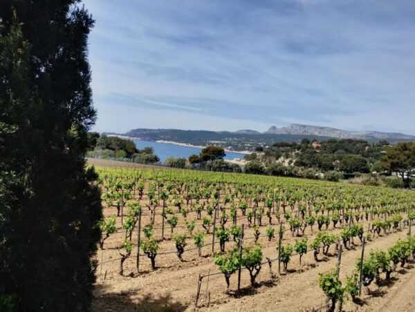Coastal Provence: Cassis and the Route Des Crêtes - Language and Tour Availability