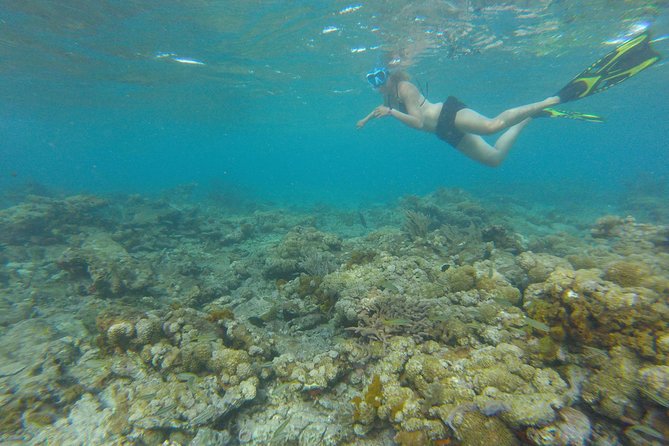 Coastline Snorkel and BBQ - Adventure-Filled Snorkeling Trip